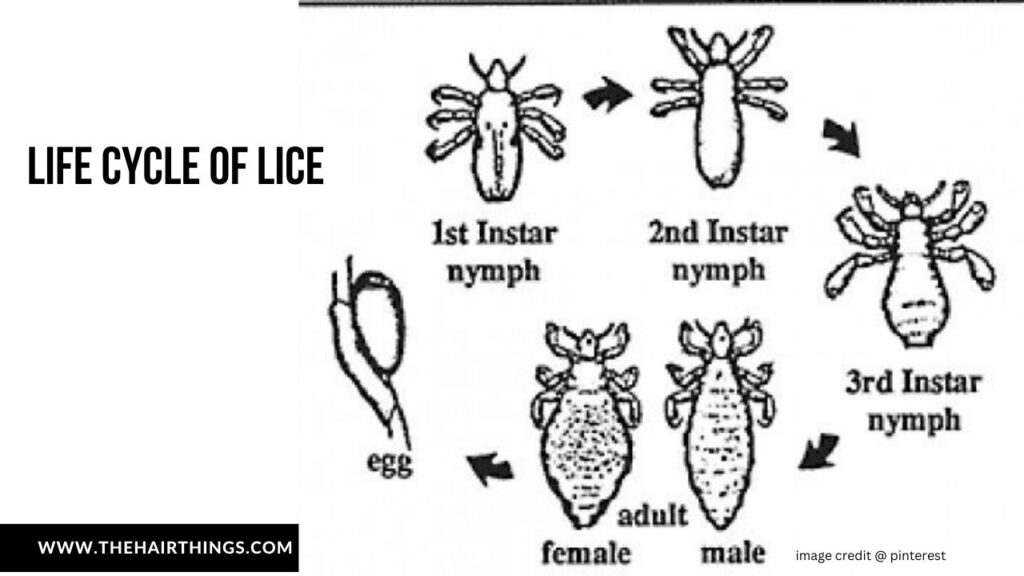 Life Cycle of Lice